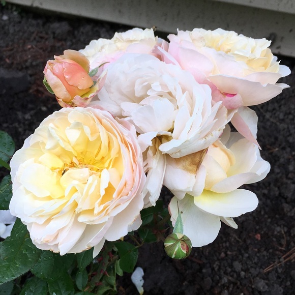 Meet your Posher, Melissa - Picture 1 of 1